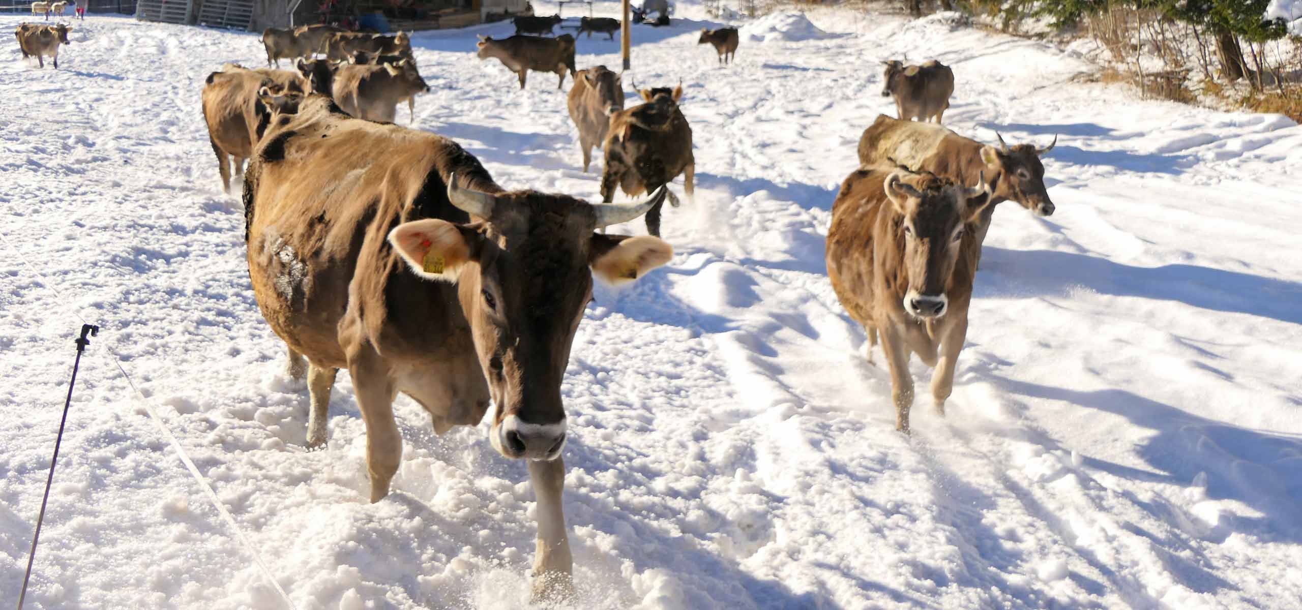 Kühe im Winter